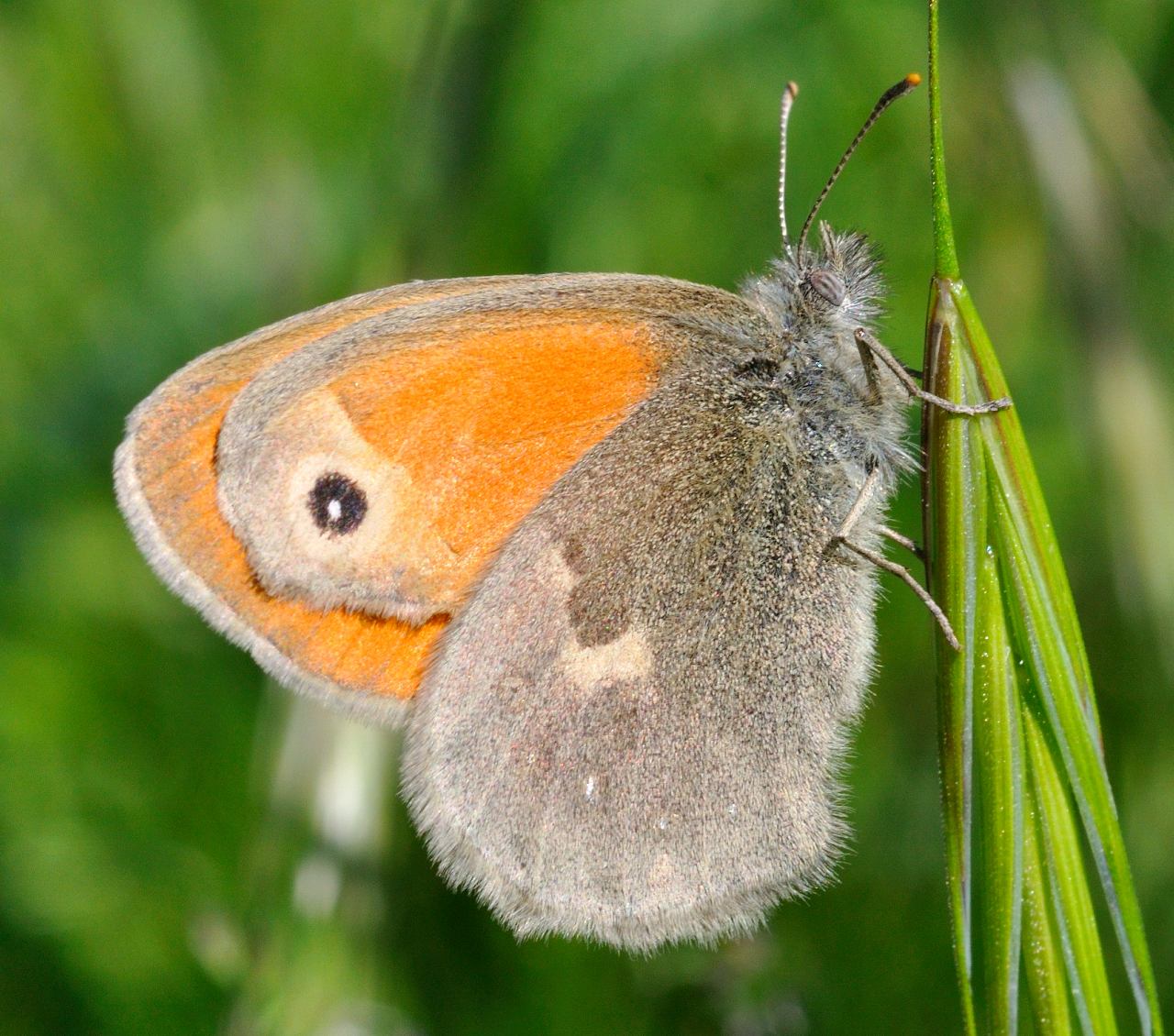 Che specie ? - Coenonympha pamphilus